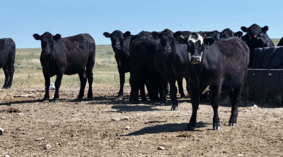 Want bull bred or Ai’s your choice here! March 10 calving! BH722C5
